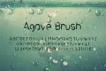 Agave Font Trio Font