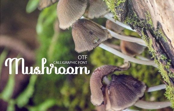 Mushroom font Family
