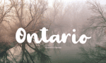 Palmera Brush Font