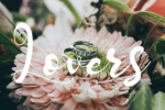 Guiliane Font