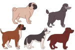 16 Dog breed illustrations