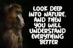Wild Nature Font