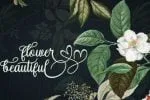 Alice Chater Font