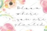 Amber Script Font