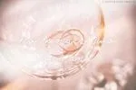 Angel Rose Font