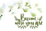 Annamellia Font
