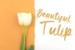 Antte Milla Font