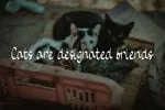Baby Cat Font