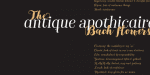 Bach Font Family