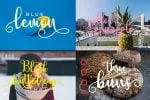 Berlin Script Font