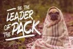 Black Anemone Brush Font