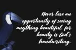 Blackbirdy Bold Script Font