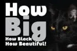 Blackye Font