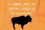 Buffalofly Font