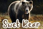 Busy Bear Font