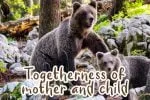 Busy Bear Font