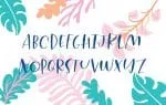 Calla Script Font