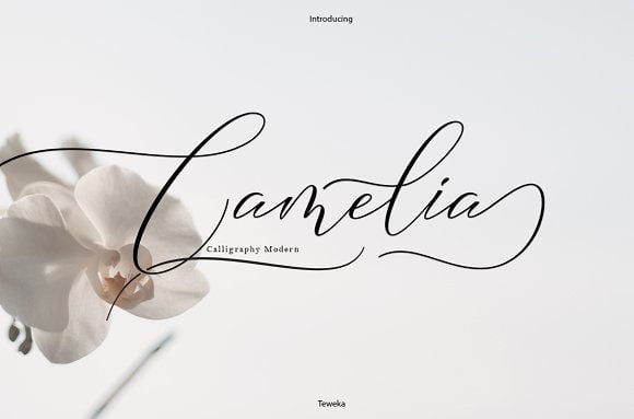 Camelia Calligraphy - Modern Script Typeface