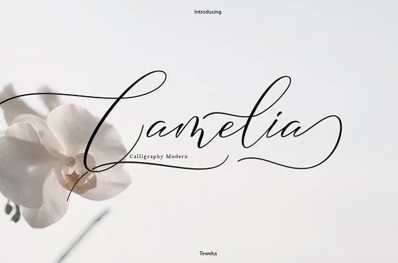Camelia Calligraphy - Modern Script Typeface