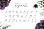 Camomile Script Font