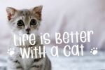 Cat Brothers Font