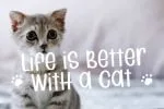 Cat Brothers Font