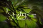 Celosia Font