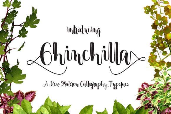 Chinchilla Font
