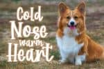 Corgi Puppy - Handwritten Font
