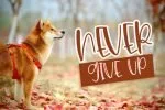 Cutie Brown Font