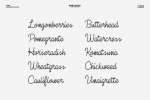 Damia Font