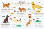 Dogmeal Font