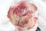 Endless Script Font