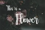 Eurotrophya Font