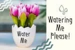 Farm Nary Font