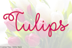 Flower Shop Font