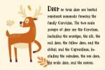 Forest Animal Font