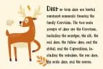 Forest Animal Font