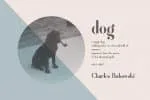 Fragile Collection (Font Bundle)
