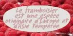 Framboisier Font