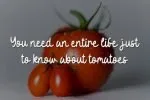 Fresh Tomato Font
