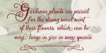 Gardeny Font