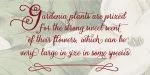 Gardeny Font