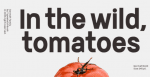 Germalt Font Families