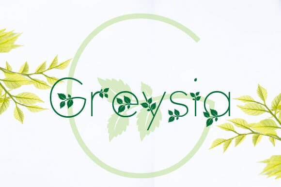 Greysia Font