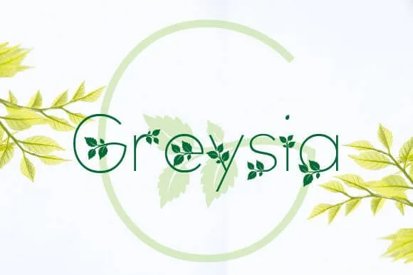 Greysia Font