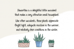 Haworthia Font