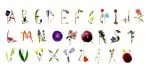 Herbarium Font