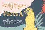 HotCuby Font