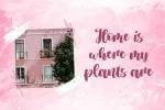 Jasmine Estella Font